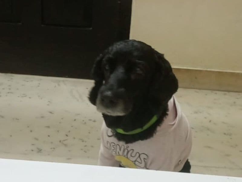 Cocker Spaniel 12 years 1 month old male large named Scooby for breeding in Hyderabad, Telangana | Petmeetly