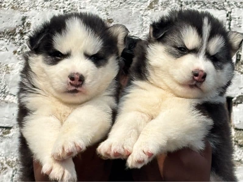 Siberian Husky 4 months old male small named Husky for breeding in Tamil Nadu | Petmeetly