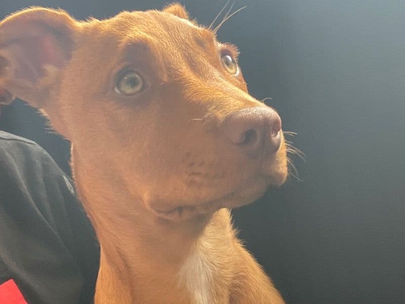 American PitBull Terrier 6 months old male small named Rocco for sale in Brighton Council, Tasmania | Petmeetly