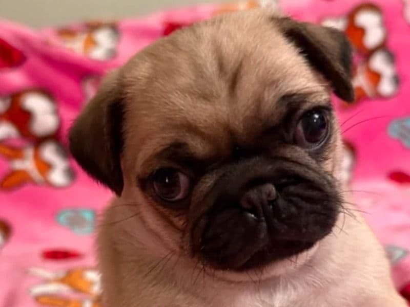 Pug 3 months old female medium named Gina for sale in Santa Clara County, California | Petmeetly