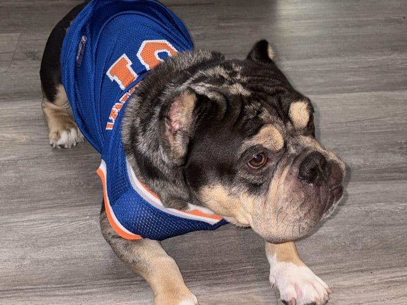 American Bully 4 years old male medium named Uno for breeding in New York, New York | Petmeetly