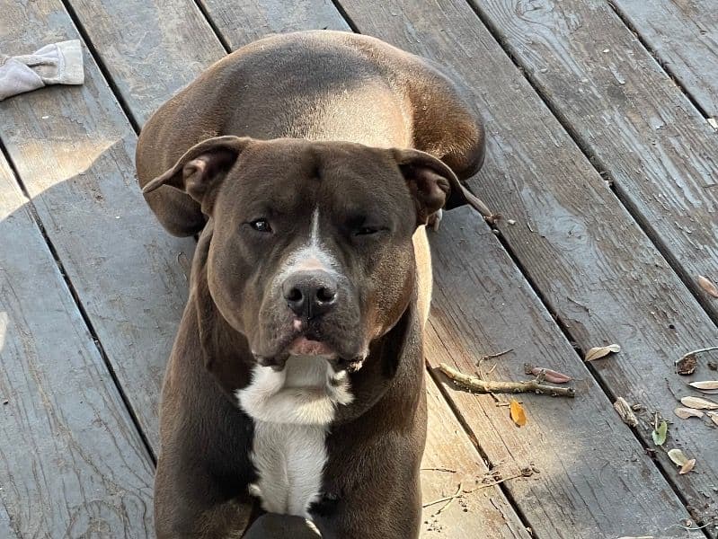 American Staffordshire Terrier 3 years old male large named Diesel for breeding in Hillsborough County, Florida | Petmeetly