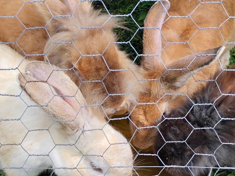 Big Peaches - Lionhead | Petmeetly