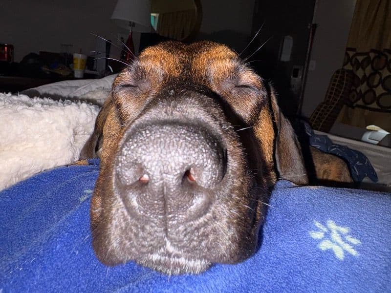 Belgian Malinois 1 year 2 months old male medium named Sig for breeding in Union County, North Carolina | Petmeetly