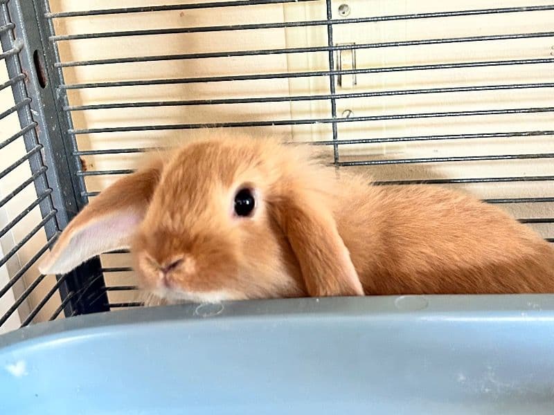 Ribbit - Lionhead | Petmeetly