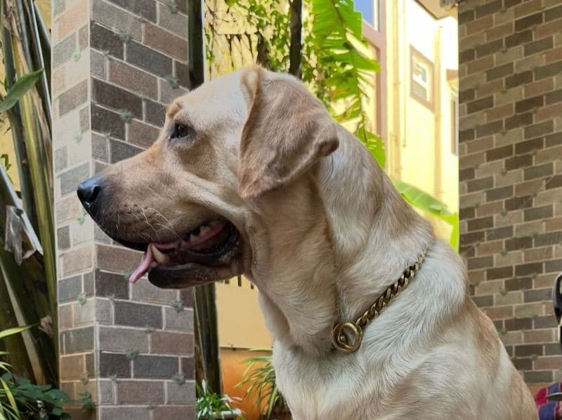 English Labrador Retriever 5 years 3 months old male large named Nash for breeding in Bangalore Division, Karnataka | Petmeetly