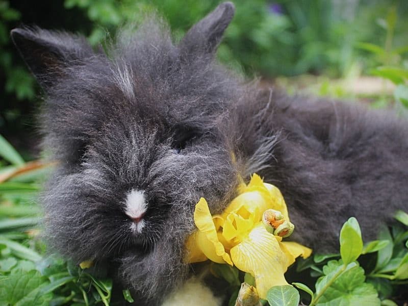 Twinkie - Lionhead | Petmeetly