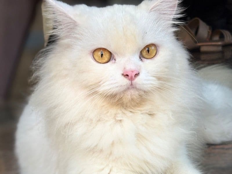 Persian 1 year 10 months old female named Moomiee for breeding in Mysore Division, Karnataka | Petmeetly