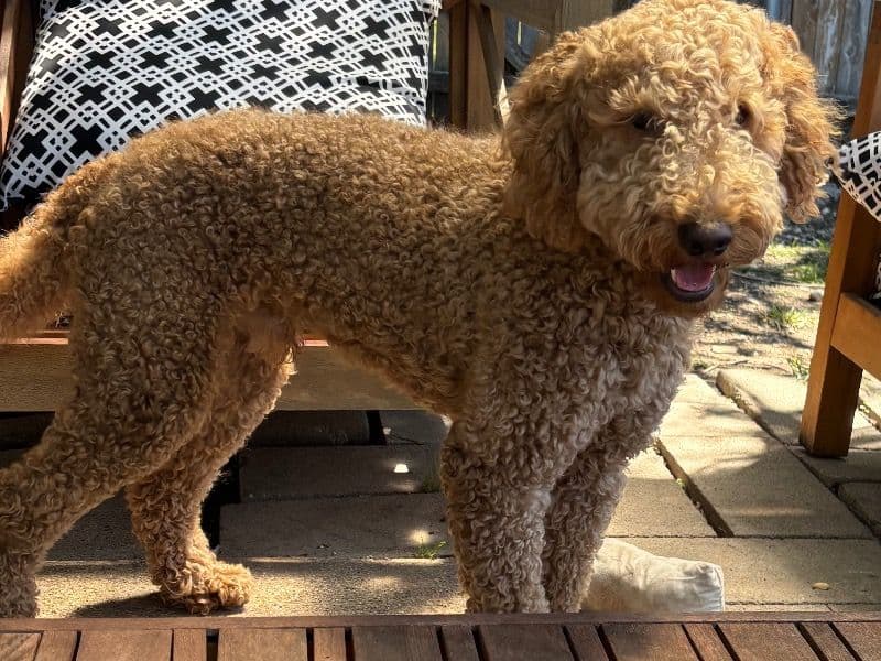 Goldendoodle 2 years 5 months old male medium named Kash for breeding in Dallas County, Texas | Petmeetly