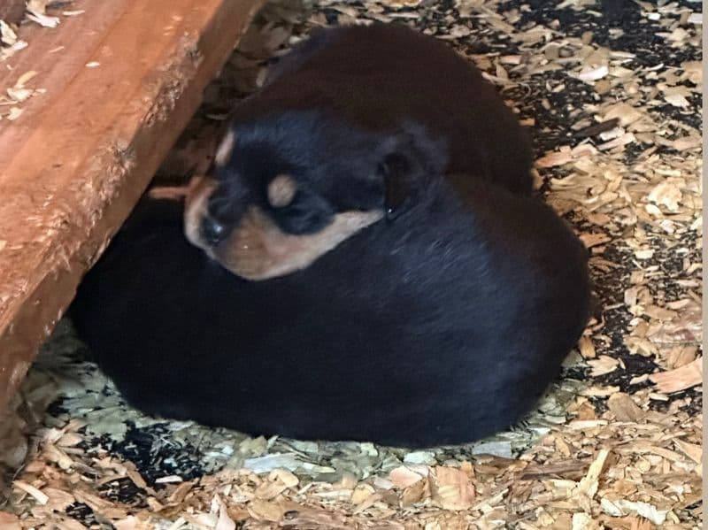 Rottweiler 1 month old male medium named Puppy Litter for adoption in Queens County, New York | Petmeetly