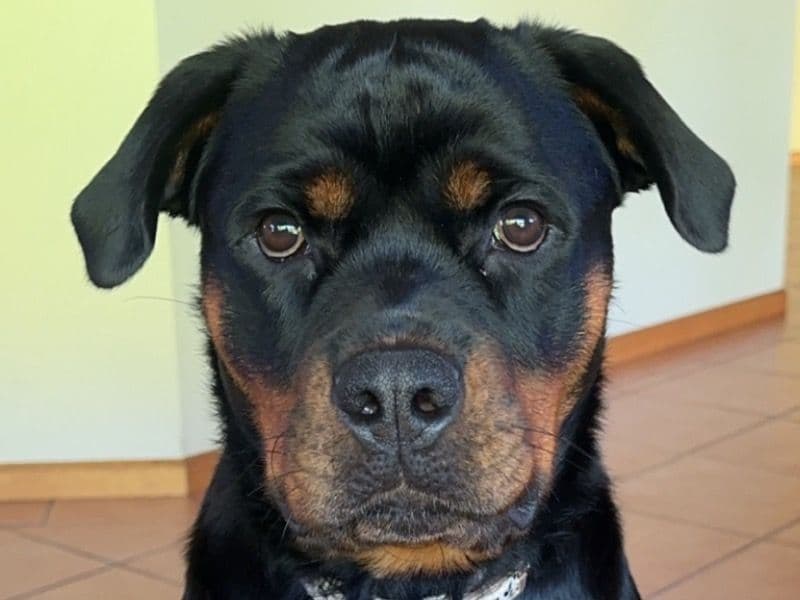 Rottweiler 2 years old female large named Nala for breeding in City of Wodonga, Victoria | Petmeetly