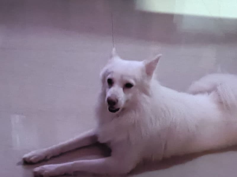 Pomapoo 3 years 3 months old male medium named Male for breeding in Vijayawada, Andhra Pradesh | Petmeetly