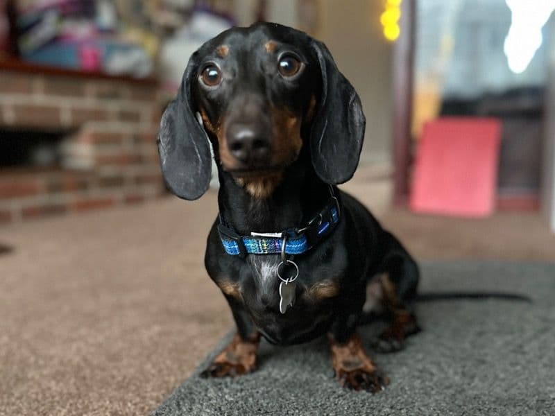 Rolo primary photo
