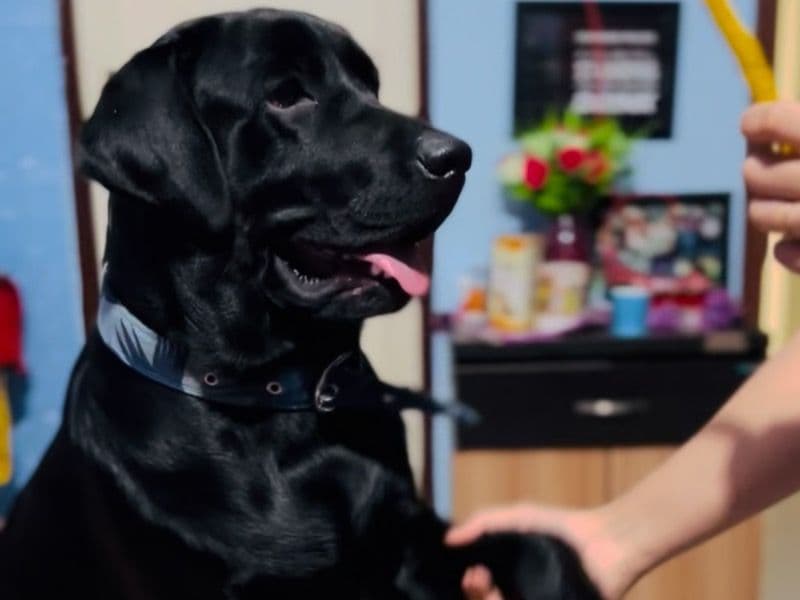 Labrador Retriever 5 years old male large named Scout for breeding in South Chotanagpur Division, Jharkhand | Petmeetly