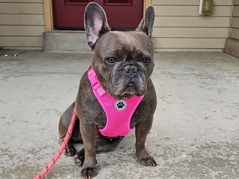 Stella primary photo