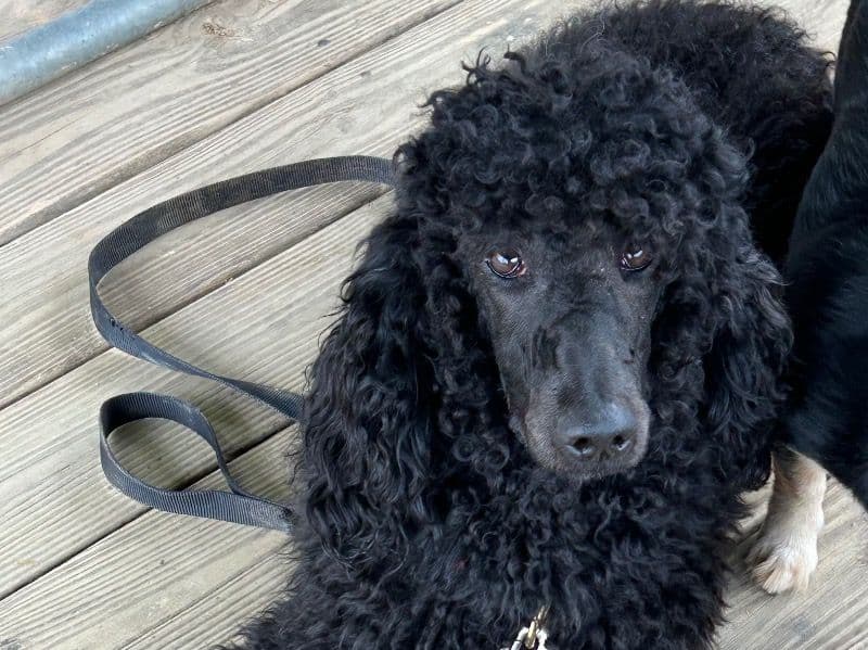 Standard Poodle 2 years 1 month old female medium named Rose for breeding in Cleveland County, North Carolina | Petmeetly