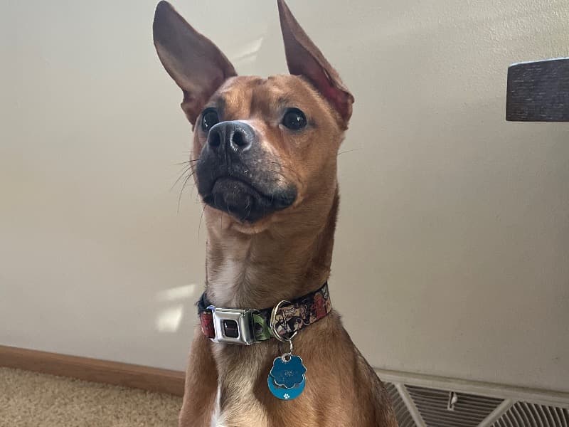 Max primary photo