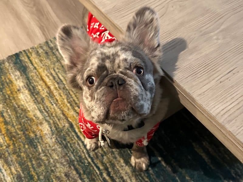 French Bulldog 2 years 3 months old male small named Remy for breeding in District of Columbia, District of Columbia | Petmeetly