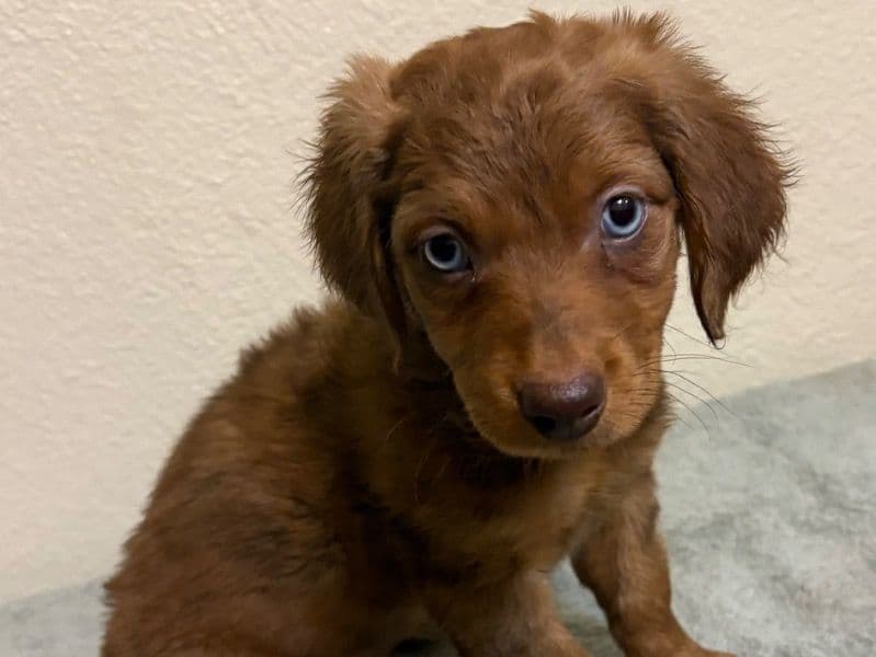 Australian Shepherd 2 months old female small named Na for sale in Maricopa County, Arizona | Petmeetly