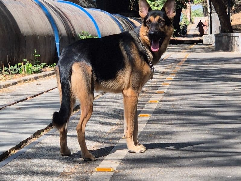 German Shepherd 2 years 11 months old male large named Myson for breeding in Konkan Division, Maharashtra | Petmeetly