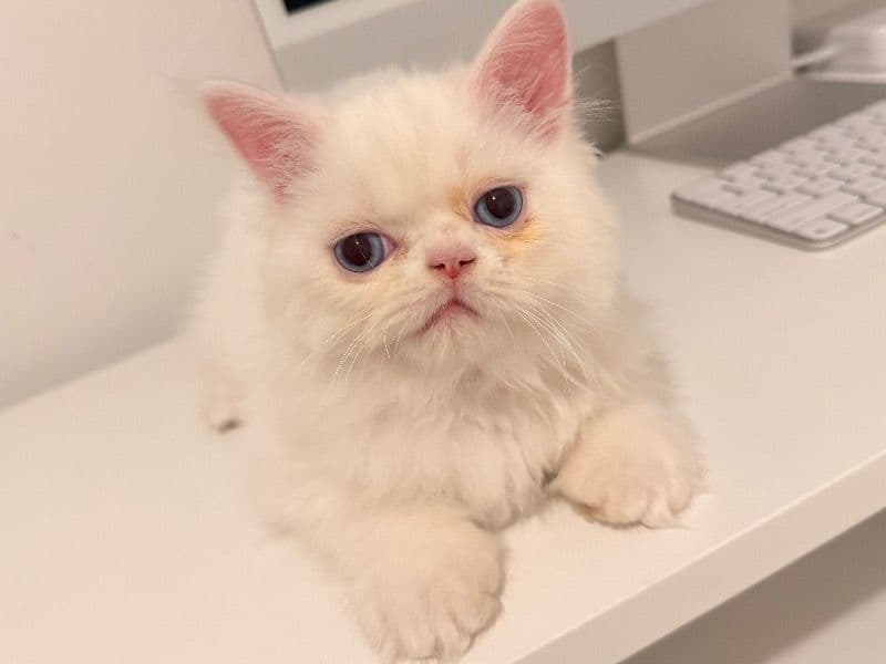 Coco - Persian | Petmeetly