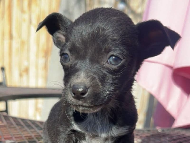 Borador 3 months old male large named Isn't Named Yet for sale in Pueblo County, Colorado | Petmeetly