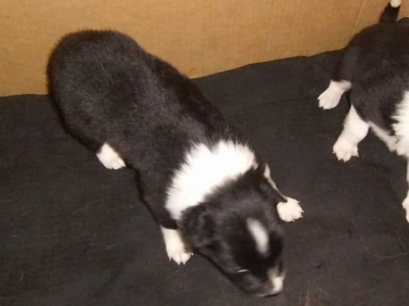 Black And White 1 - Border Collie | Petmeetly