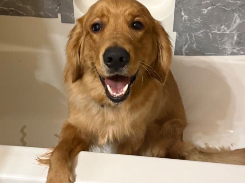 Golden Retriever 11 months old male large named King for sale in Montgomery County, Pennsylvania | Petmeetly