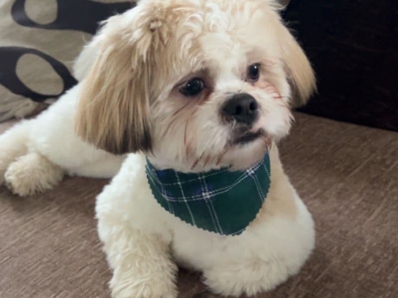Buddy primary photo