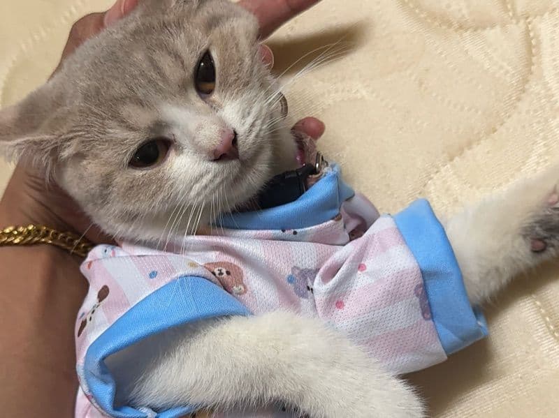 British Shorthair 5 months old female named Mochi for breeding in Johor | Petmeetly