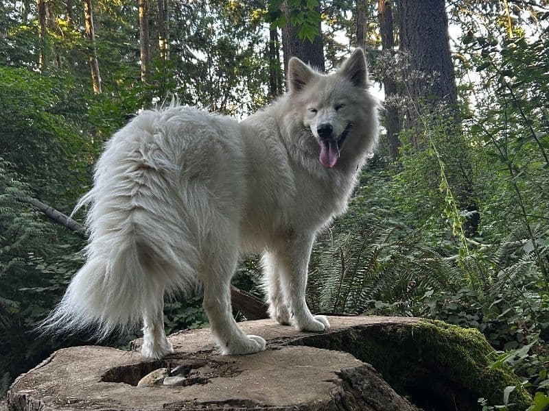 Samoyed 1 year 5 months old female large named Marta for breeding in Metro Vancouver, British Columbia | Petmeetly