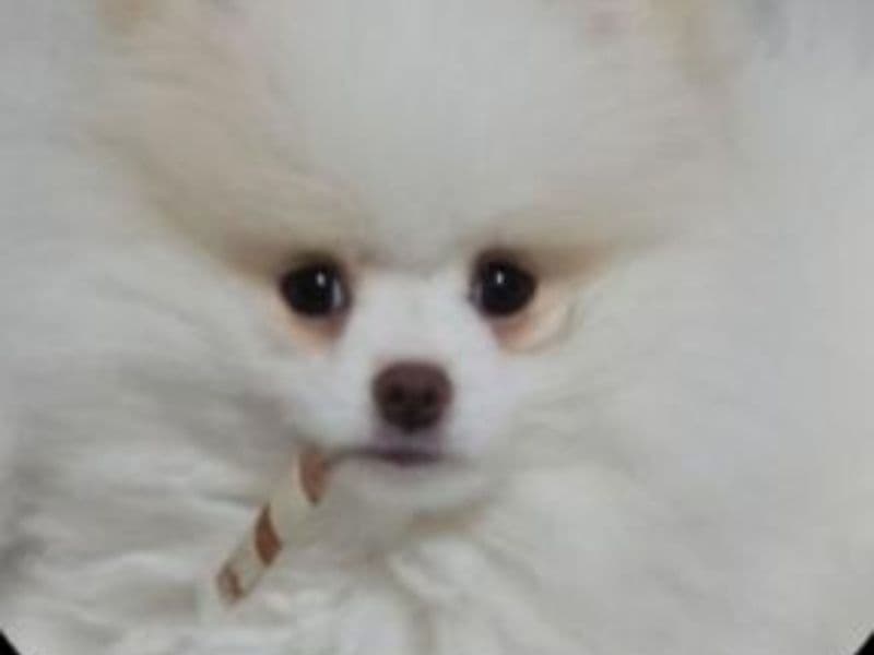 Pomeranian 1 year 4 months old male large named Mr Wonderful for breeding in Erie County, New York | Petmeetly