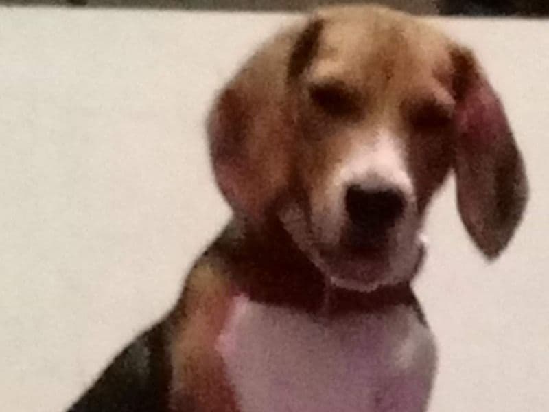 Beagle 3 years 11 months old male medium named Tobby for breeding in Tiruchirappalli, Tamil Nadu | Petmeetly