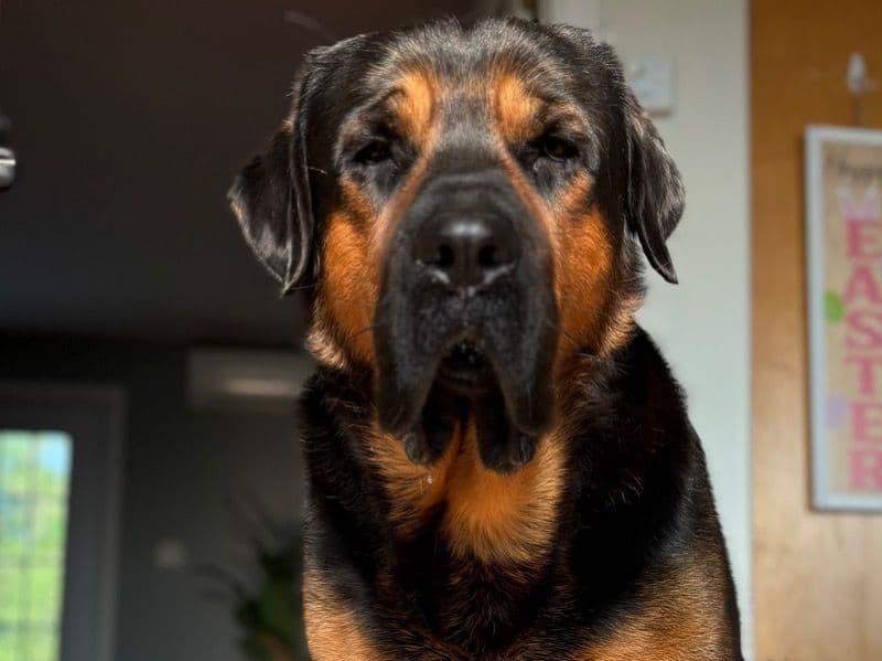 Rottweiler 2 years 2 months old male extra large named Bear for breeding | Petmeetly
