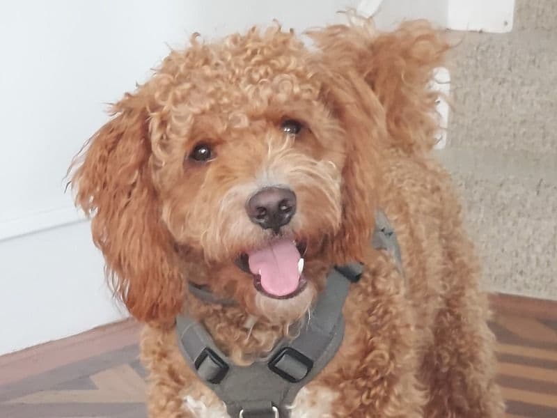 Goldendoodle 2 years 5 months old male small named Champ for breeding in Newport County, Rhode Island | Petmeetly