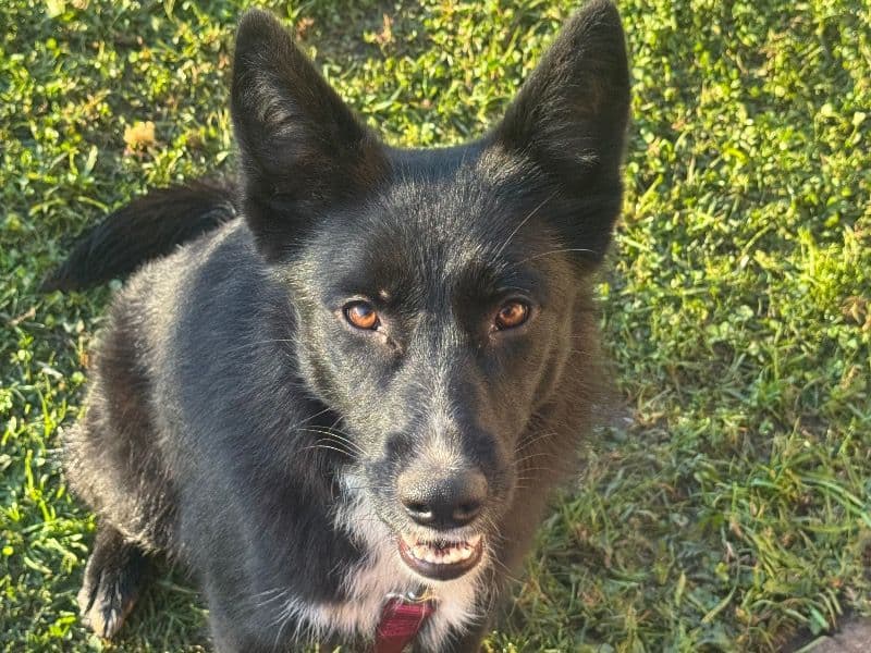 German Shepherd 1 year 1 month old female medium named Maya for sale in Penrith City Council, New South Wales | Petmeetly
