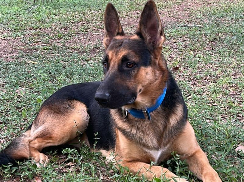 German Shepherd 1 year 8 months old male large named Chase for breeding in Hernando County, Florida | Petmeetly