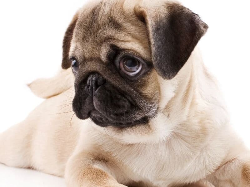 Afador 5 years 8 months old male small named Julie for breeding in Laguna, Calabarzon | Petmeetly