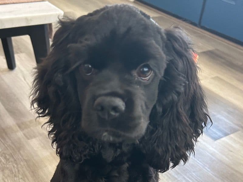 Cocker Spaniel 2 years old female medium named Zoe for breeding in Corcoran, California | Petmeetly