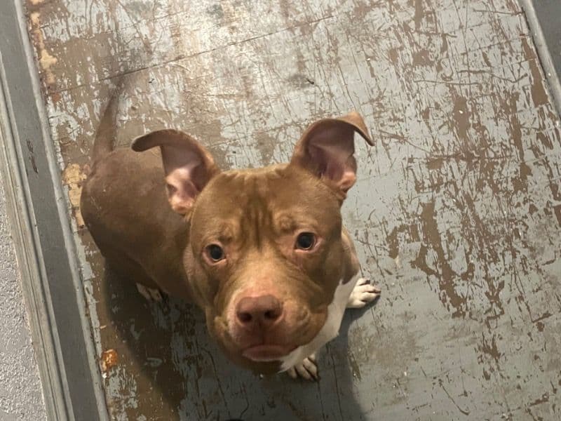 Pit Bull Terrier 1 year old male medium named Dreco for sale in Milwaukee County, Wisconsin | Petmeetly