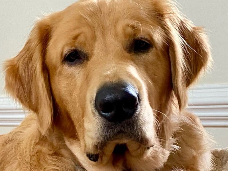 Golden Retriever 6 years old male large named Enzo for breeding in Wake County, North Carolina | Petmeetly