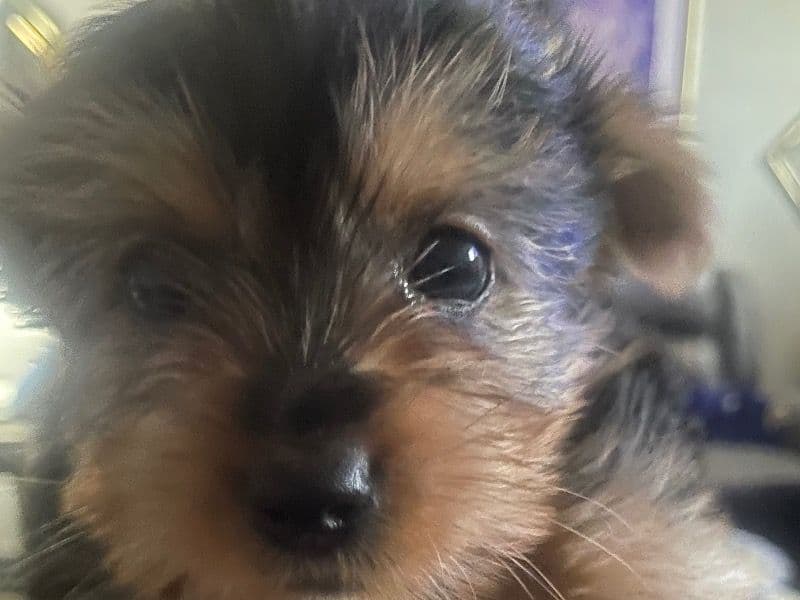 Yorkshire Terrier 2 months old female small named Brownie for sale in Maryland | Petmeetly