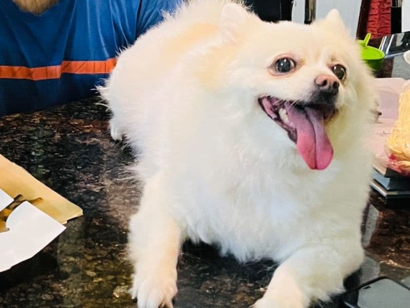 Pomeranian 9 years 4 months old female medium named Cotton for breeding in Presidency Division, West Bengal | Petmeetly