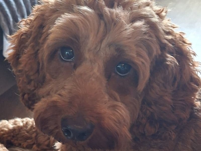 Cockapoo 2 years 2 months old female small named Ida for breeding in Greater Manchester, England | Petmeetly