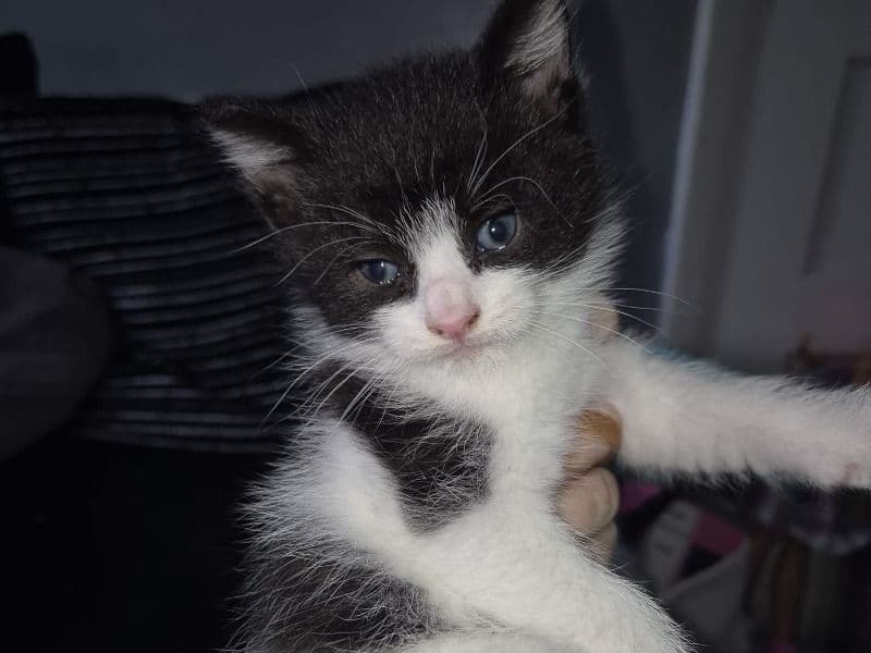 Kitten primary photo