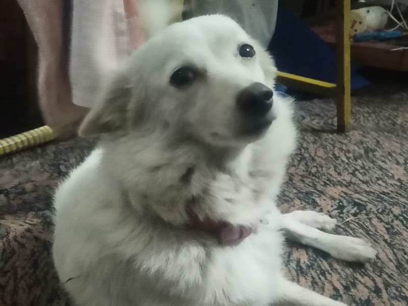 Sweety primary photo
