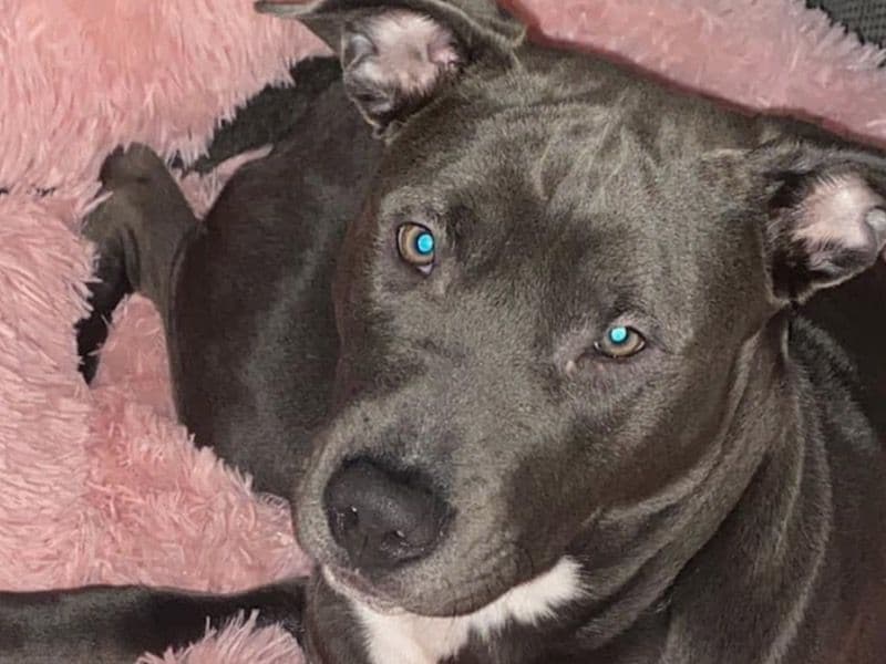 American Staffordshire Terrier 4 years old female large named Amy for breeding in Edinburgh, Scotland | Petmeetly