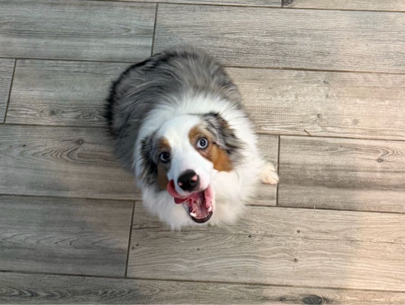 Miniature American Shepherd 7 months old male small named Cooper for sale in Charlotte County, Florida | Petmeetly