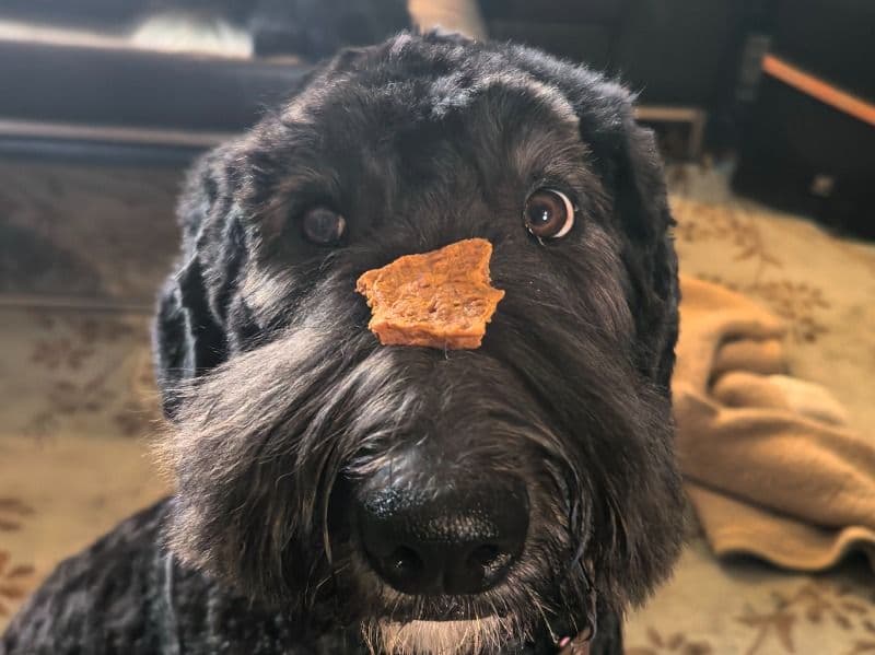 Standard Poodle 1 year 6 months old female large named Bella for breeding in Calgary, Alberta | Petmeetly