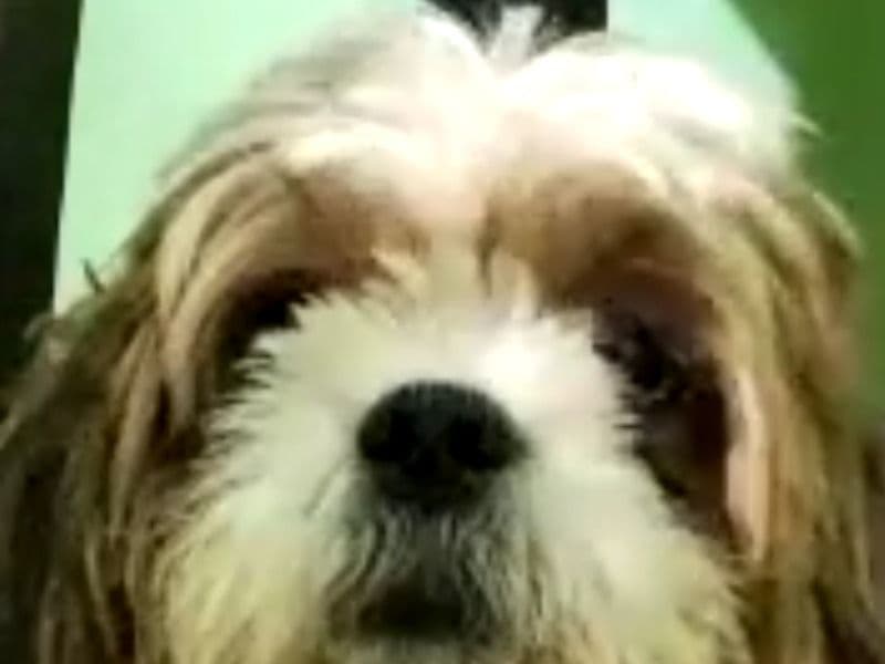 Maltese Shih Tzu 1 year 5 months old male small named Duggu for breeding in Meerut Division, Uttar Pradesh | Petmeetly